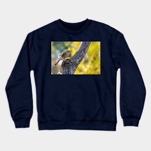 Autumn Kestrel Crewneck Sweatshirt